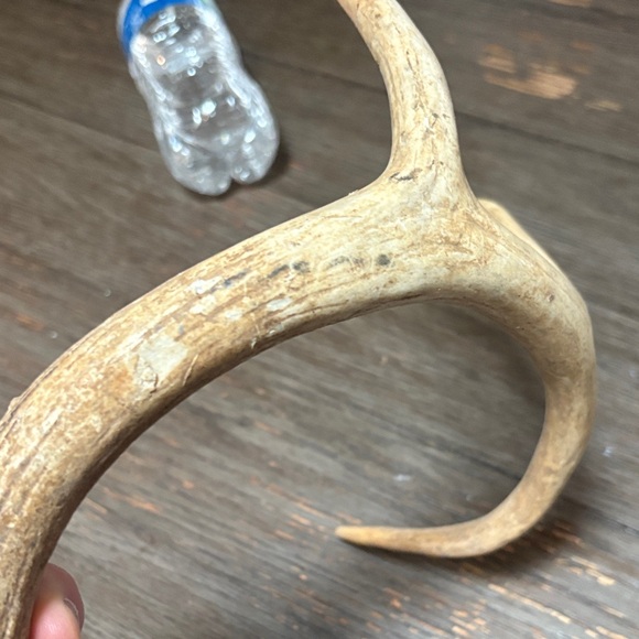 Natural Antler Decor 3 - Picture 2 of 3